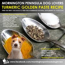 Maybe you would like to learn more about one of these? Mornington Peninsula Dog Lovers Turmeric Golden Paste Recipe Find Out Why You Have To Feed This Homamade Natural Supplement To Your Dog Turmeric The Main Ingredient In This Highly Medicinal Recipe