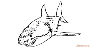 Great white shark coloring pages. Pin On Shark Coloring Pages