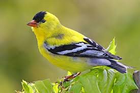 Birds Of Western Washington State The American Goldfinch And More San Juan Island Birds Goldfinch Backyard Birds Bird