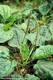 Image result for Plantago
