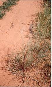 Image result for Aristida stipoides