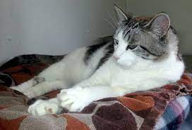 Linus Would Love To Be Your Lap Fungus Paws And Effect Tabby Cat White Tabby Cat Grey And White Cat
