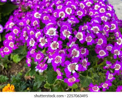 Image result for Cineraria deltoidea