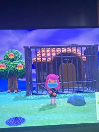 Animal crossing is a social simulation video game series developed and published by nintendo and created by katsuya eguchi and hisashi nogami. Day 1 Of Trapping Quillson Til He Leaves My Island Animalcrossing