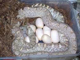 Pin On Reptiles
