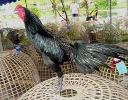  Ciri Kepala Ayam Bangkok Yang Bagus Berkarakter Juara Ayam Bangkok Aduan Ayam Bangkok Gambar