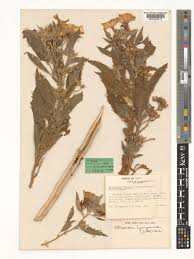 Image result for Astripomoea hyoscyamoides