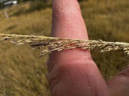 Image result for Sporobolus pyramidalis