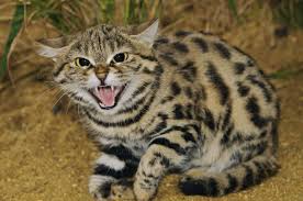 Get up to 50% off. Black Footed Cat Angry Recherche Google Ekzoticheskie Koshki Koshki Zoopark