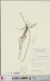 Image result for Platycoryne buchananiana