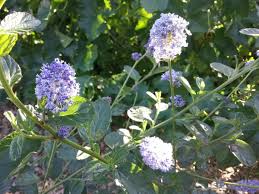 Image result for Ceanothus thyrsiflorus
