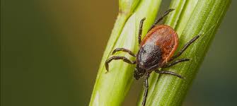 Colocvial, boala este cunoscută și sub numele simplu de borelioză, deși este doar un tip particular de afectare produsă de borrelii. Boala Lyme È™i Diagnosticul De Laborator Synevo