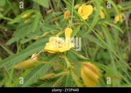 Image result for Chamaecrista mimosoides