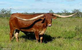 40 Pictures Of Bulls With Really Big Horns Tail And Fur Animals With Horns Longhorn Cattle Cattle