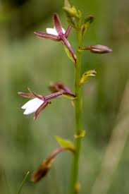 Image result for Eulophia ovalis