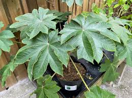 Image result for Tetrapanax