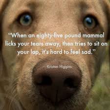 Pooch Inspiration Dog Quotes When An Eighty Five Pound Mammal Licks Your Tears Away Then Tries To Sit On Your Lap It S Hard To Fe Dog Quotes Dog Love Dogs