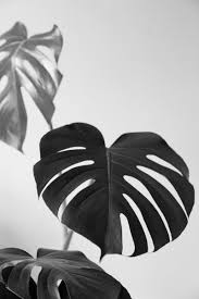 Black And White Plants Background Monstera On Creamy Background P L A N T P O R T R A I T S Plants Monstera Pretty Plants
