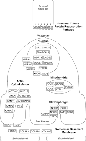 Image result for Proteinuria Causes
