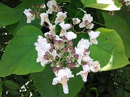 Image result for Bignoniaceae