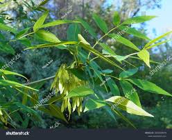 Image result for Fraxinus velutina