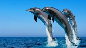 Nuotando con i delfini a sharm el sheikh. Dove Nuotare Coi Delfini Viaggi E Vacanze