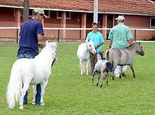 Miniature Horse Wikipedia