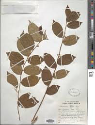 Image result for Cassinopsis tinifolia