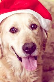 Fonds D Ecran Chien Mignon Look Chapeau De Noel 1242x2688 Iphone 11 Pro Xs Max Image Fais ensuite un clic droit sur l'image agrandie et clic sur etablir en tant qu'élément d'arrière plan ou choisir l'image comme. chien mignon look chapeau