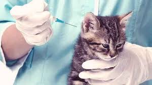 Shop chewy pharmacy for low prices on prescription insulin for dogs and cats. The Best Ways To Save On Cat Insulin Petcarerx
