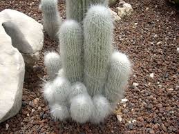 The name oreocereus actually means mountain. How To Grow And Care For An Old Man Cactus Cephalocereus Senilis World Of Succulents Cactus Flower Cactus Types Cactus House Plants