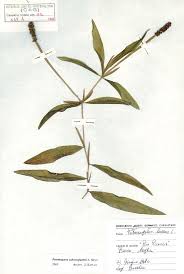 Image result for Potamogeton schweinfurthii