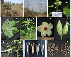 Image result for Abelmoschus