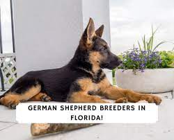 Check spelling or type a new query. 3 Best German Shepherd Breeders In Florida 2021 We Love Doodles