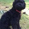 More images for mini cockapoo puppies iowa » 1