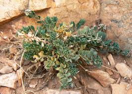 Image result for Corrigiola