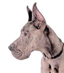 Maybe you would like to learn more about one of these? What Shape Is Your Dog S Ear Psychology Today