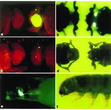 Check spelling or type a new query. Transgenic Fruitflies And Flour Beetles Identified By The Universal Download Scientific Diagram