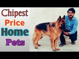 Our rabbitry is located about 3 miles outside of columbia, send me a message if you are interested in buying rabbits from my rabbitry. Pigeons For Sale Craigslist 07 2021