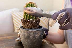 When you transplant an overgrown succulent, be sure to choose a pot large enough and heavy enough to. Dgkkixnnuzvym