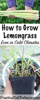How to find the root depth of vegetables printable chart. How To Grow Lemongrass Indoors Or Outside
