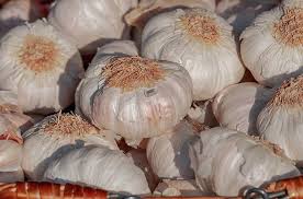You will also be shown where to cut them and also how to plant them. How To Regrow Garlic From Scraps Ultimate Guide Gardenisms