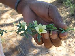 Image result for Coccinia rehmannii