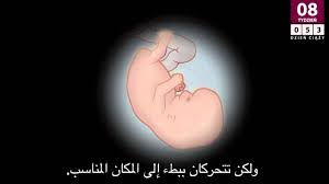 8th week of pregnancy الأسبوع الثامن من الحمل youtube