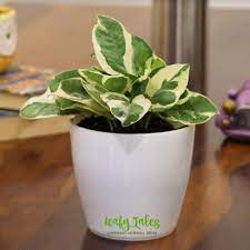 With its round, shiny leaves and sassy style, pilea peperomioides, also known as chinese money plant, coin plant, or sharing plant, is the latest instagram greenery star. Scindapsus Aureus White Money Plant Rs 120 Unit Leafy Tales Id 21970347430