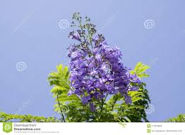 Consegna puntuale di fiori freschi di qualità in tutta italia e in più di 100 paesi. Albero Con Fiori Viola