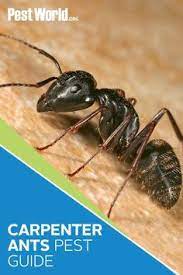 We did not find results for: 72 Ants Ideas In 2021 Ant Species Ants Ant Control