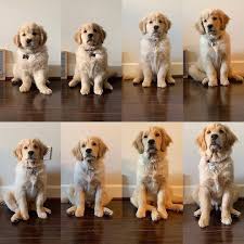 If you plan on jogging with your dog, make sure you speak to your vet first and work up to a run with walks first. Golden Retriever Puppy Growing Up Novocom Top