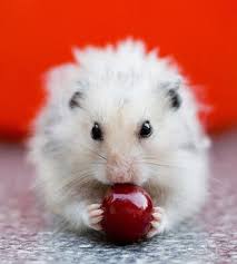 Animal Photography Google Images Animal Photography Dogs Cute Hamsters Animals Beautiful