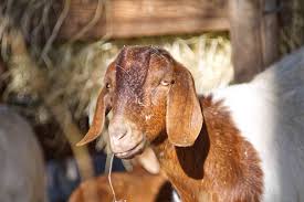 Tanzanian village life,(the massai skinning a goat ). Marketing E O Mercado De Trabalho Chinese Woman Killing A Goat Sri Lanka Animal Rescues Zebu The Calf And Elulu The Goat Recover From Devastating Floods World Animal Protection Love Is The Blood That Courses